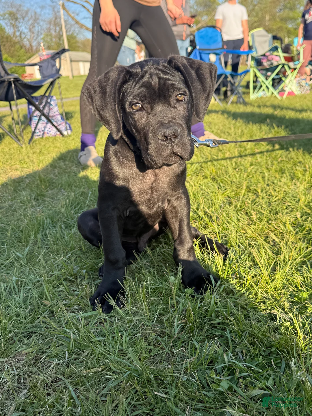 Cane Corso dogs for sale: Cane Corso Puppy 1 - Ad 1