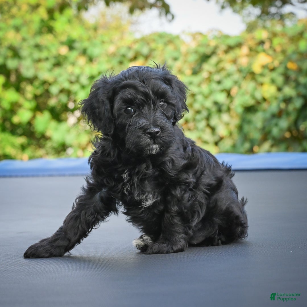 Miniature Poodle dogs for sale: Pete - Ad 5