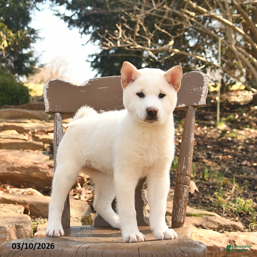 Shiba Inu dogs Spirit - Ad 2
