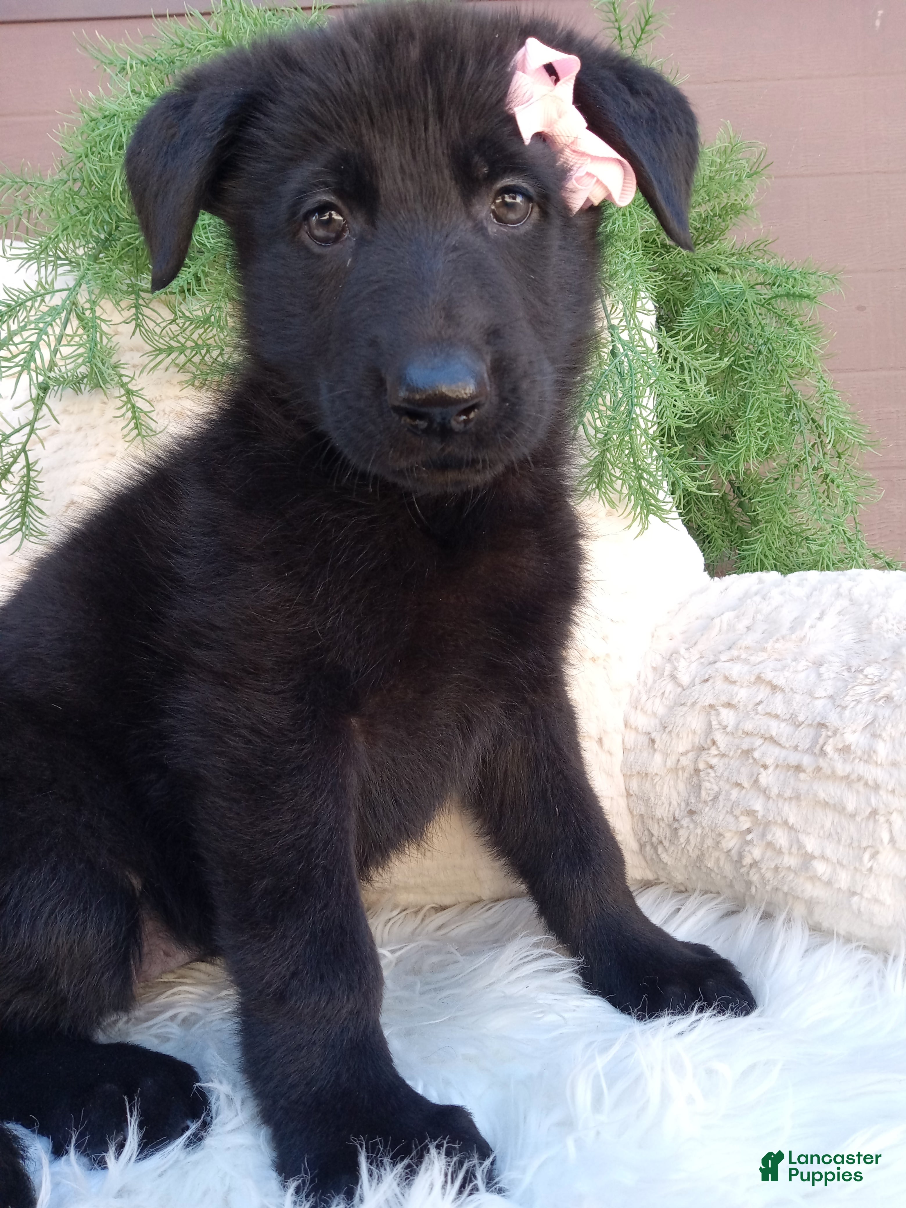 German Shepherd dogs Raven  - Ad 2