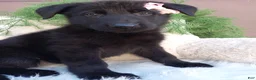 German Shepherd dogs for sale: Raven  - Ad 2