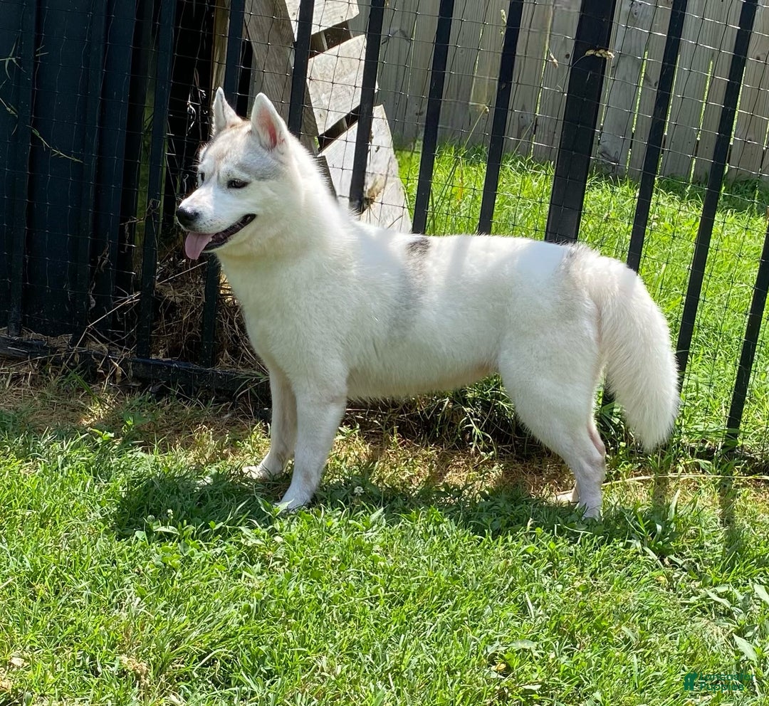 Siberian Husky dogs for sale: Halo - Ad 1