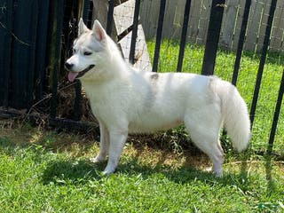 Siberian Husky dogs Halo - Ad 8