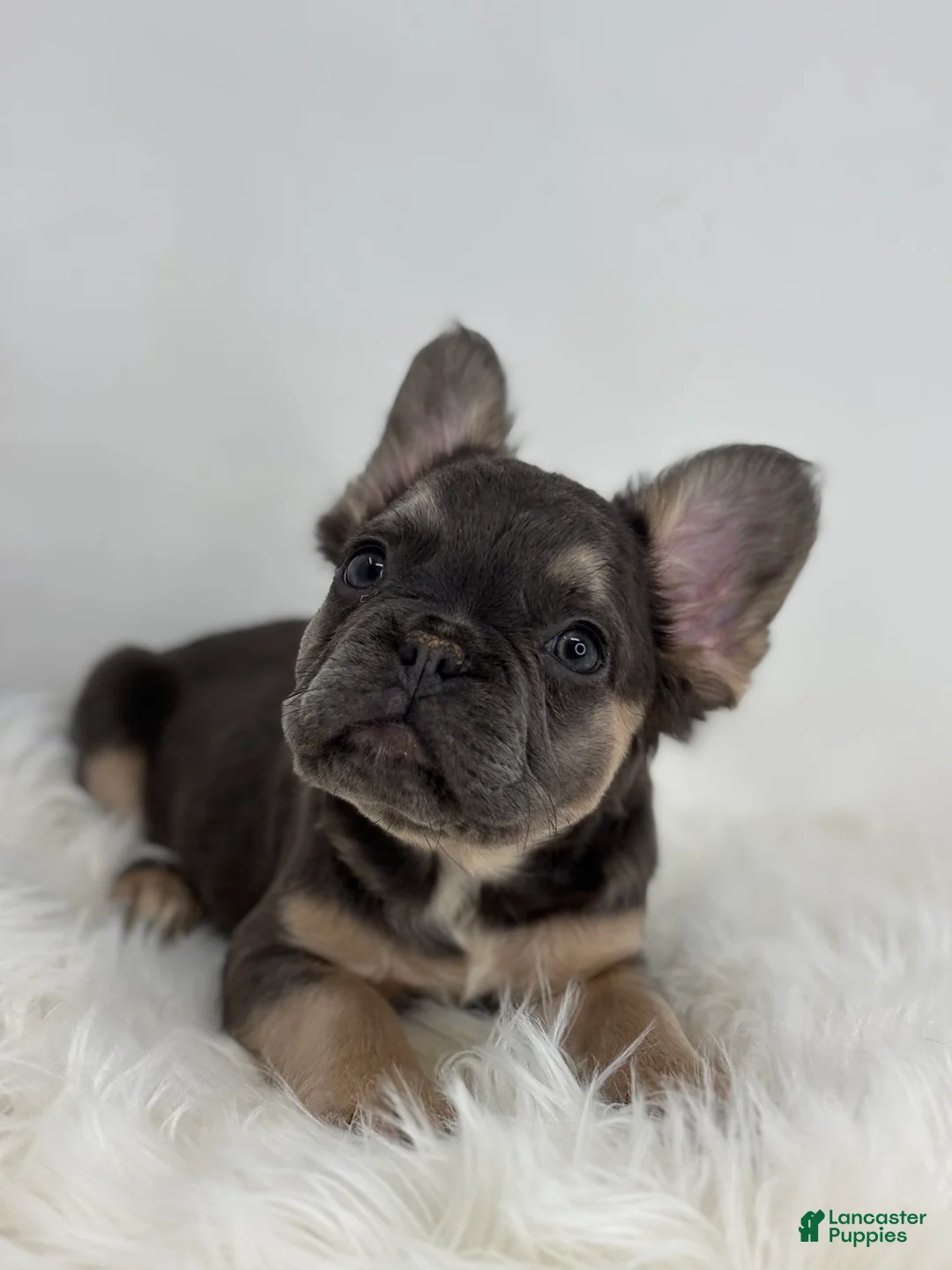 French Bulldog dogs for sale: Piper - Ad 1
