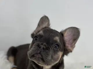 French Bulldog dogs Piper - Ad 9