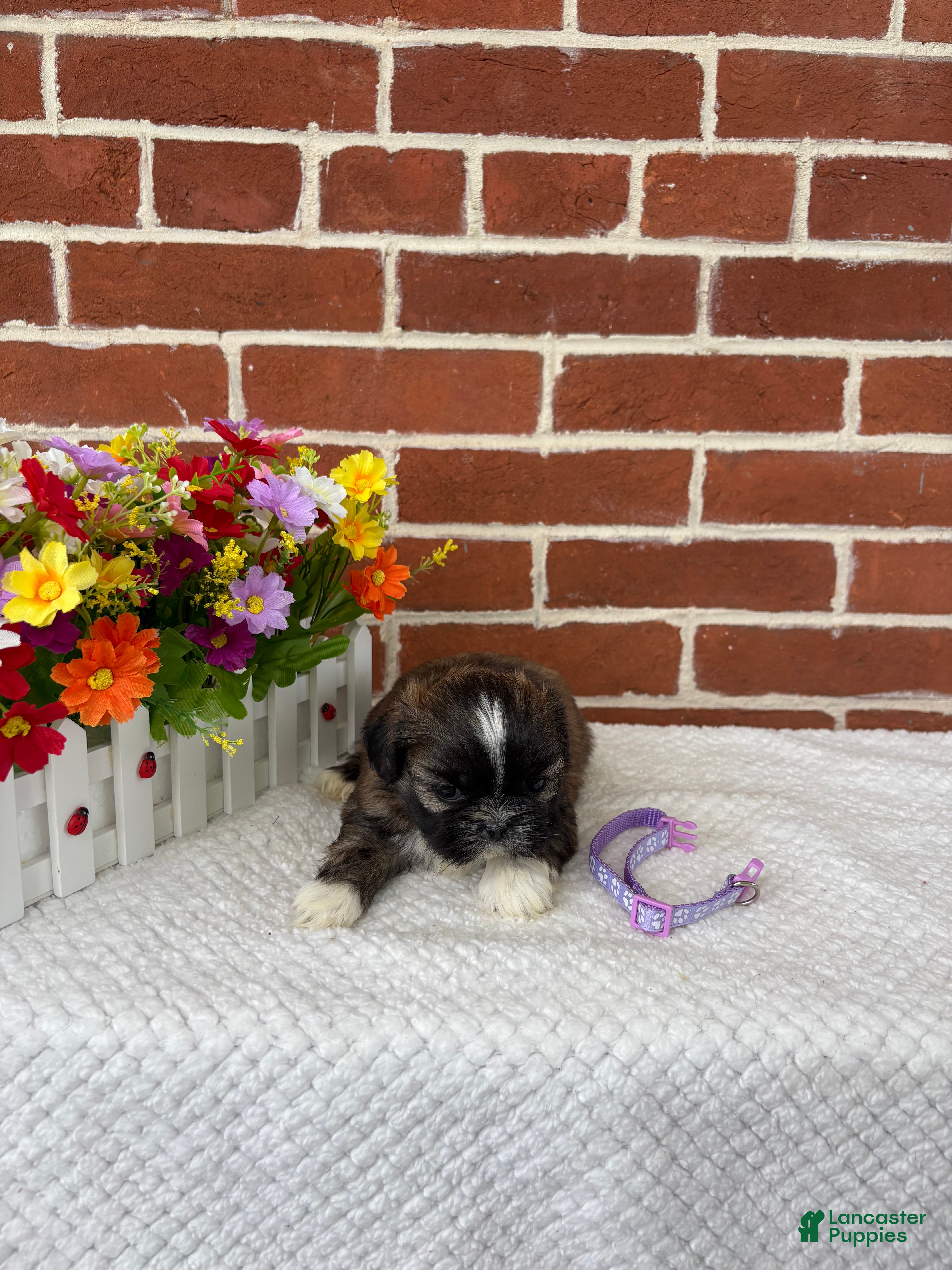 Shih Tzu dogs Lovey - Ad 2