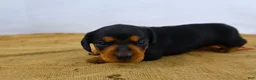 Dachshund dogs for sale: Rocky - Ad 2