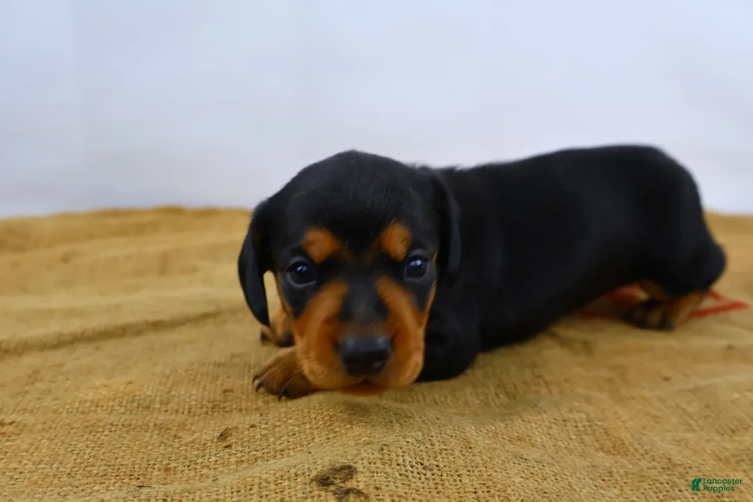 Dachshund dogs for sale: Rocky - Ad 2