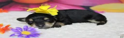 Schnoodle dogs for sale: Rose - Ad 4