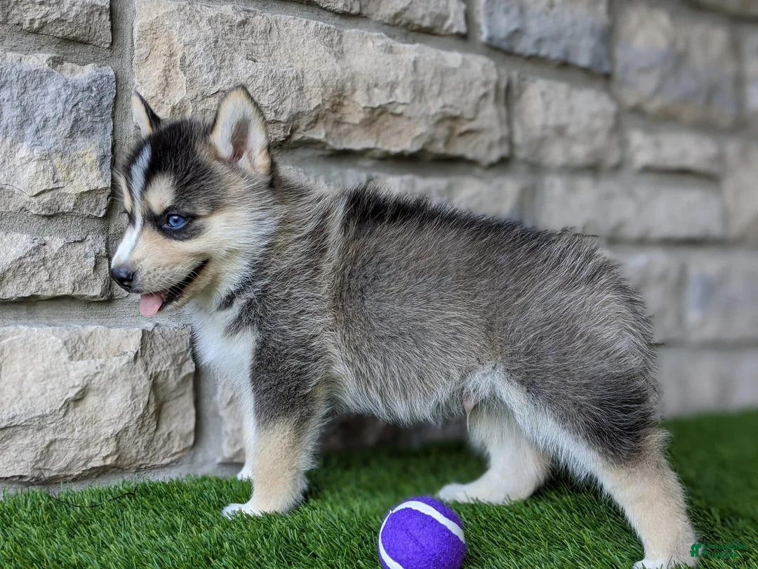 Gallery Image {{count}}