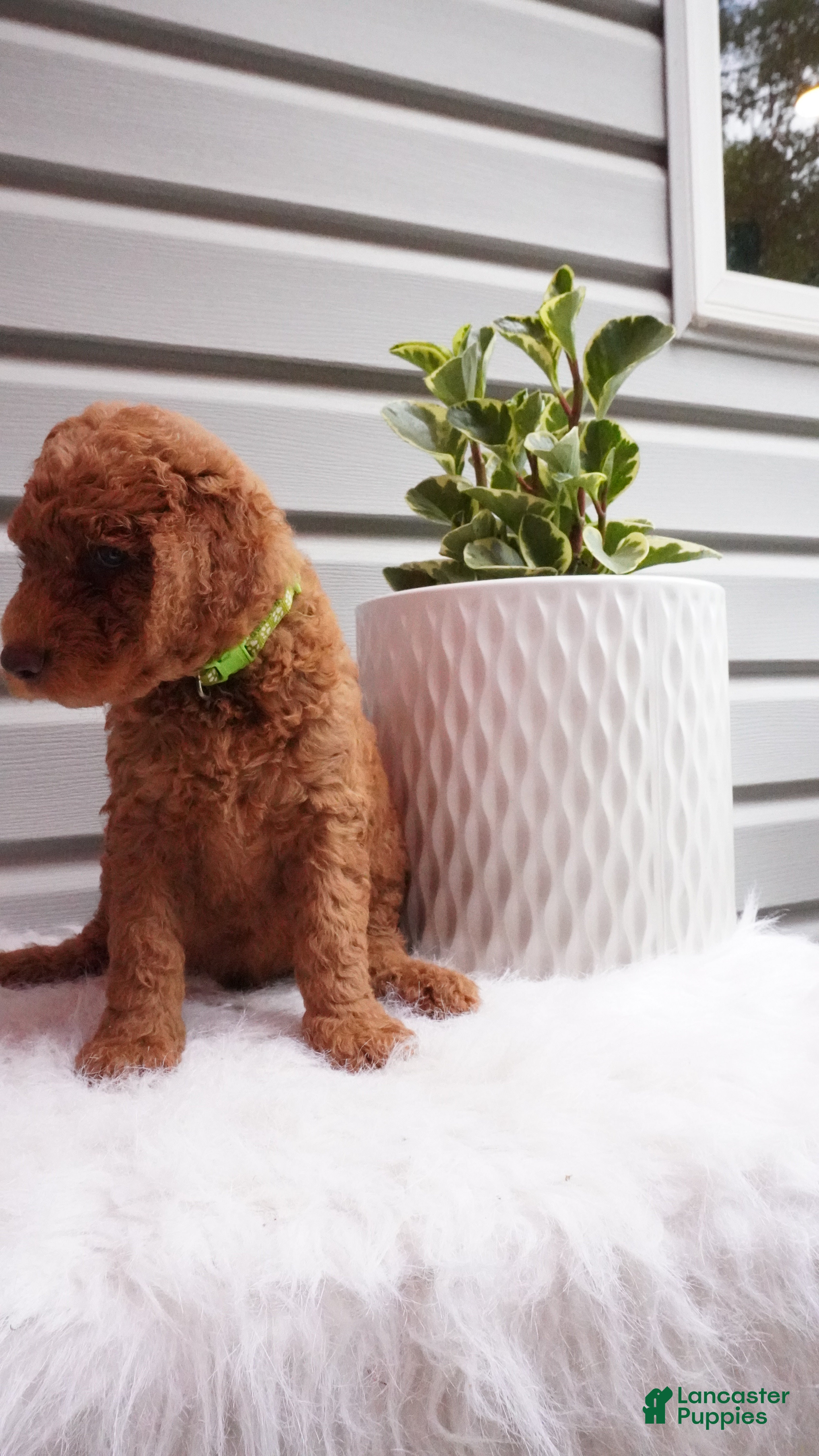 Goldendoodle dogs Zeg - Ad 1