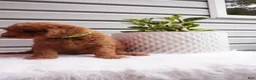 Goldendoodle dogs for sale: Zeg - Ad 1