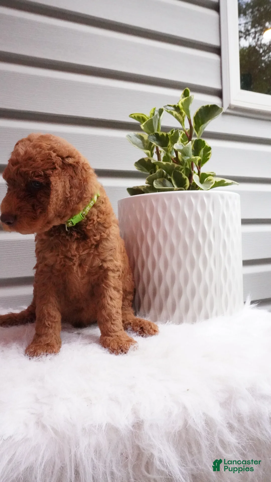 Goldendoodle dogs for sale: Zeg - Ad 1