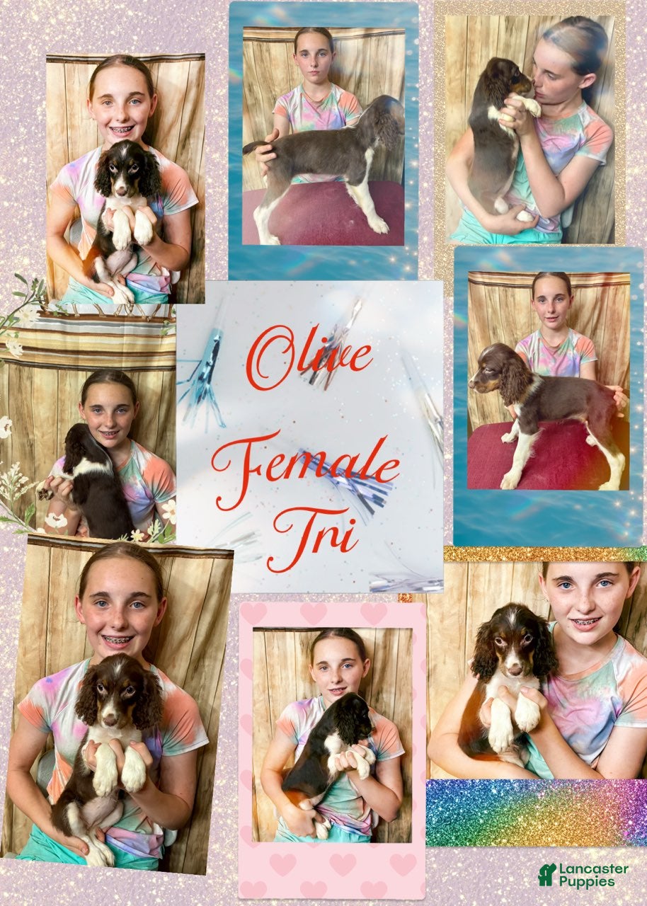 English Springer Spaniel dogs Olive - Ad 20