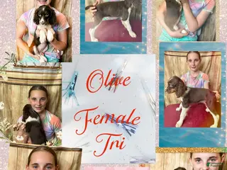 English Springer Spaniel dogs Olive - Ad 20