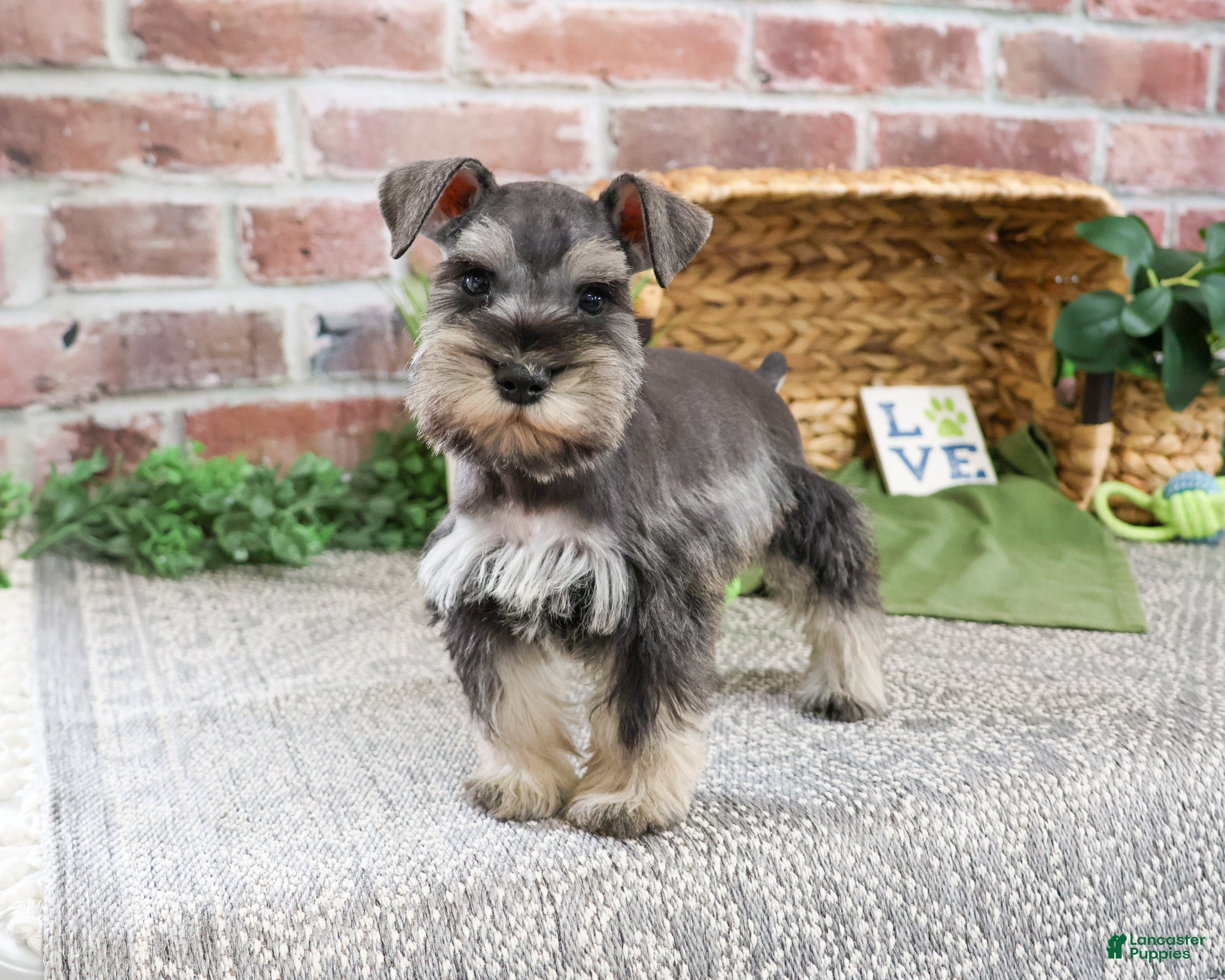 Miniature Schnauzer dogs Ripley  - Ad 21