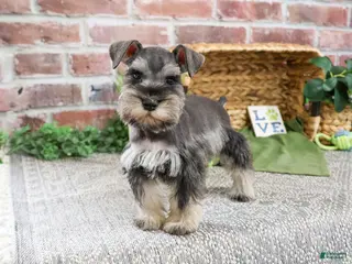 Miniature Schnauzer dogs Ripley - Ad 33