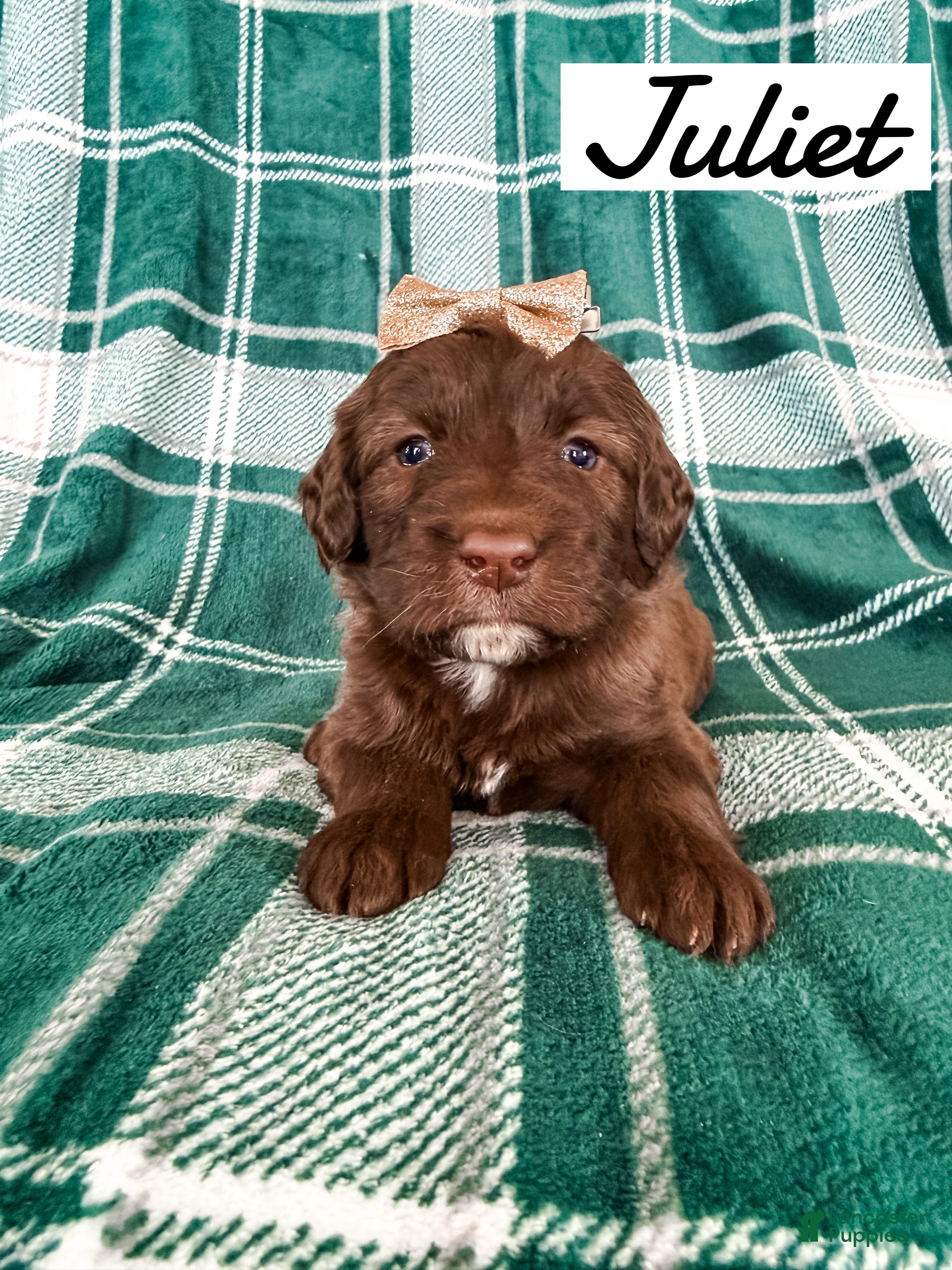 Aussiedoodle dogs Juliet - Ad 32