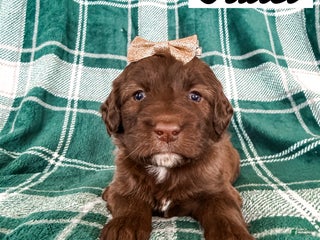 Aussiedoodle dogs Juliet - Ad 21