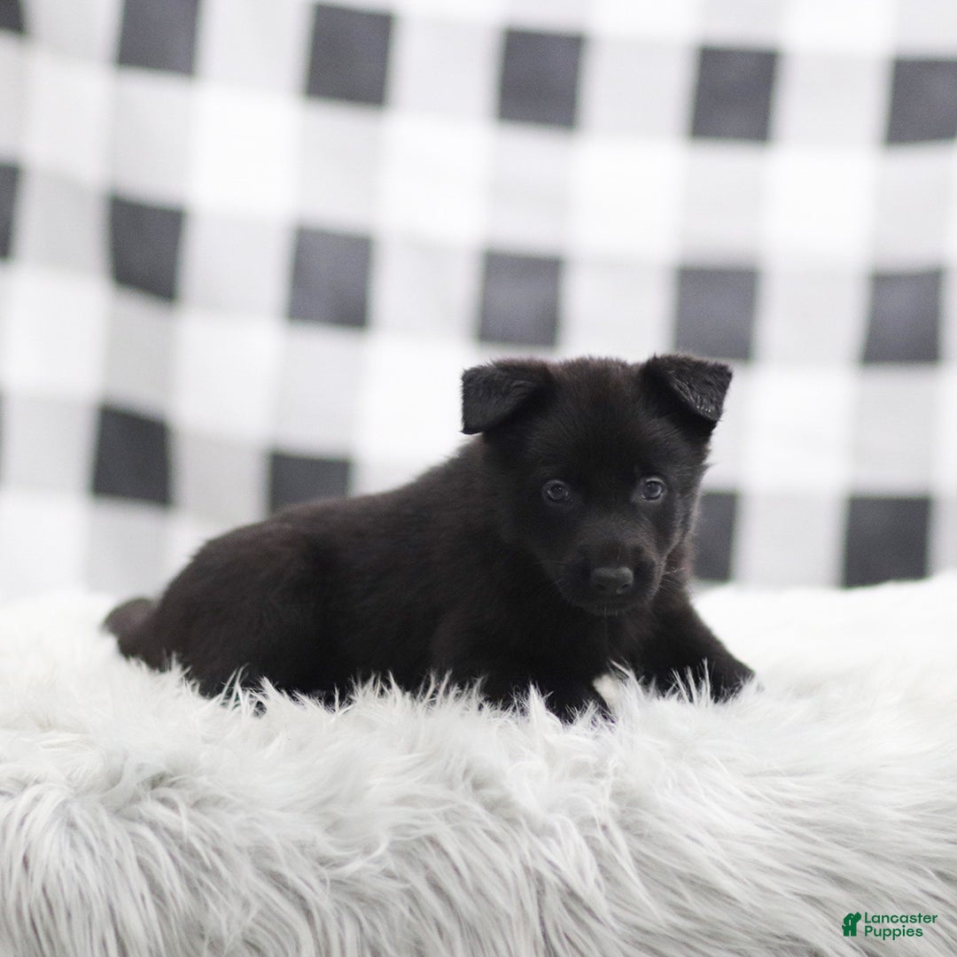 German Shepherd dogs for sale: Felix - Ad 2