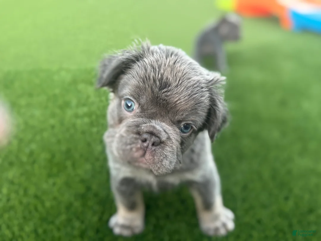 French Bulldog dogs for sale: Clint - Ad 4