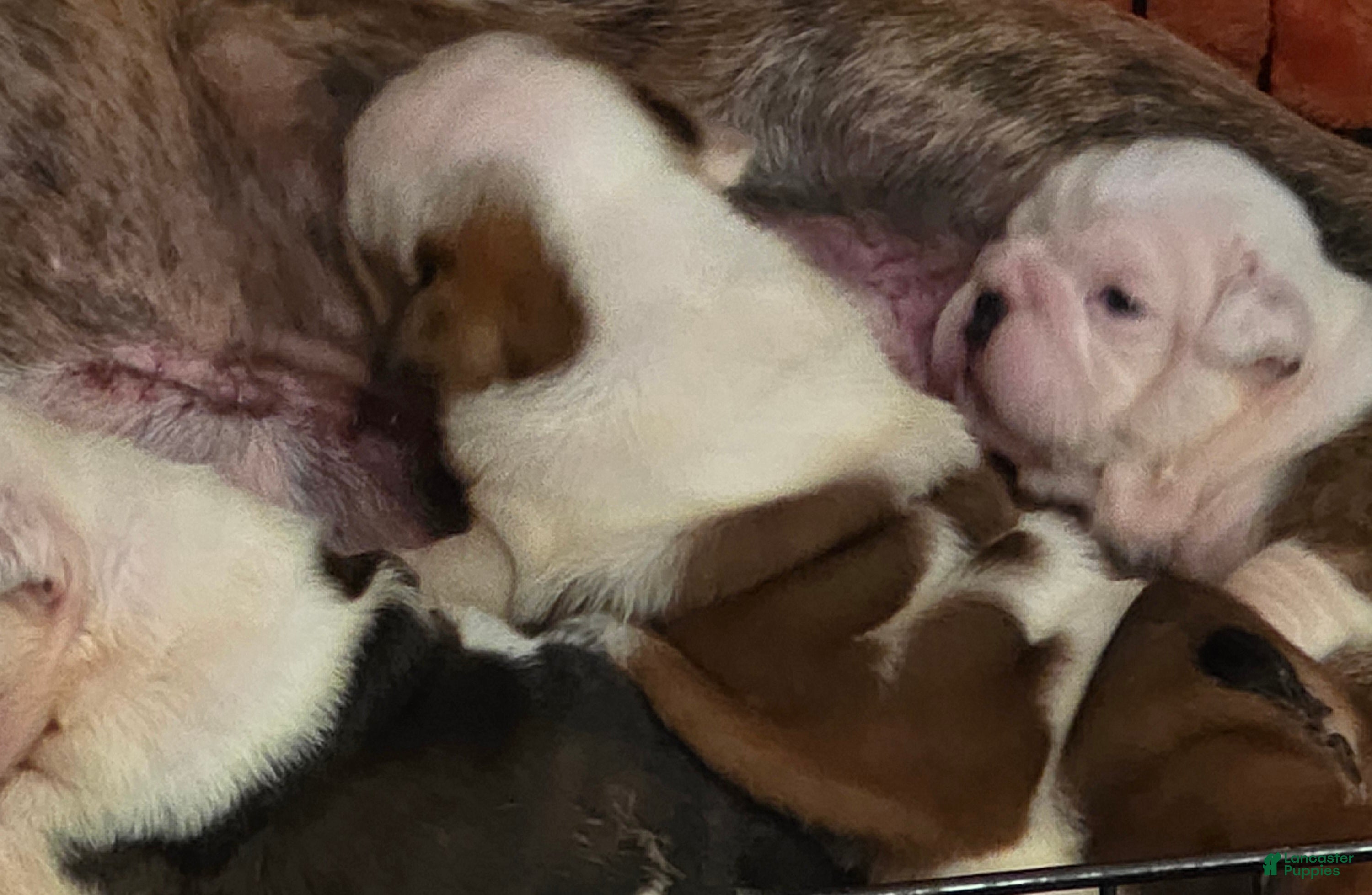 English Bulldog dogs Lola - Ad 1