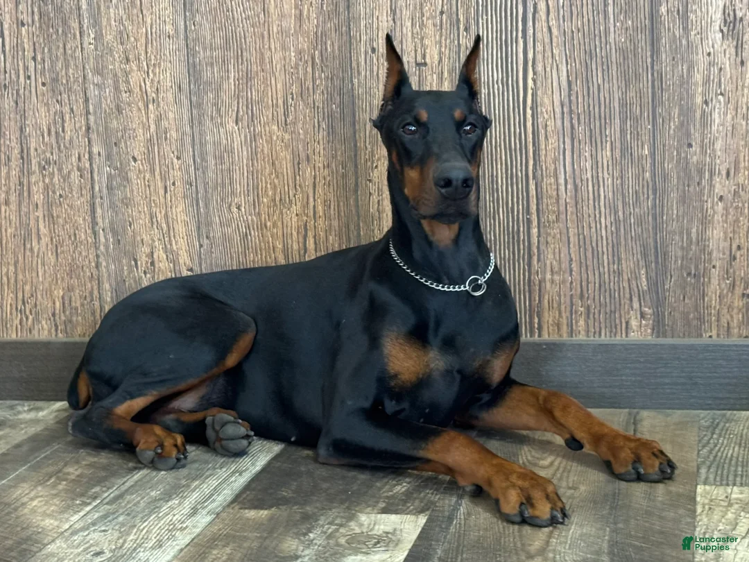 Doberman Pinscher dogs for sale: Luna - Ad 4