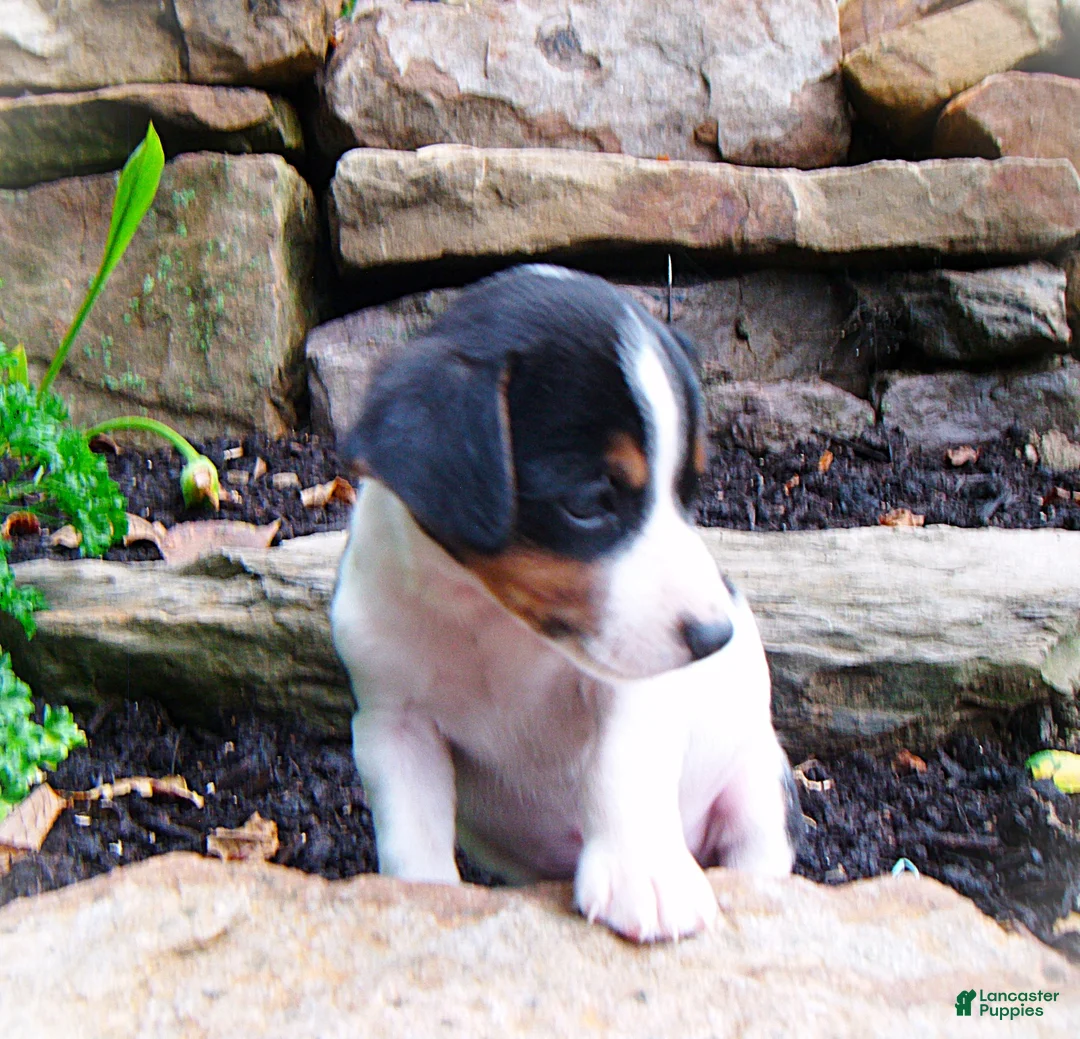 Jack Russell Terrier dogs for sale: Chris - Ad 2