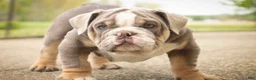 English Bulldog dogs for sale: Nasher English Bulldog Puppy  - Ad 7