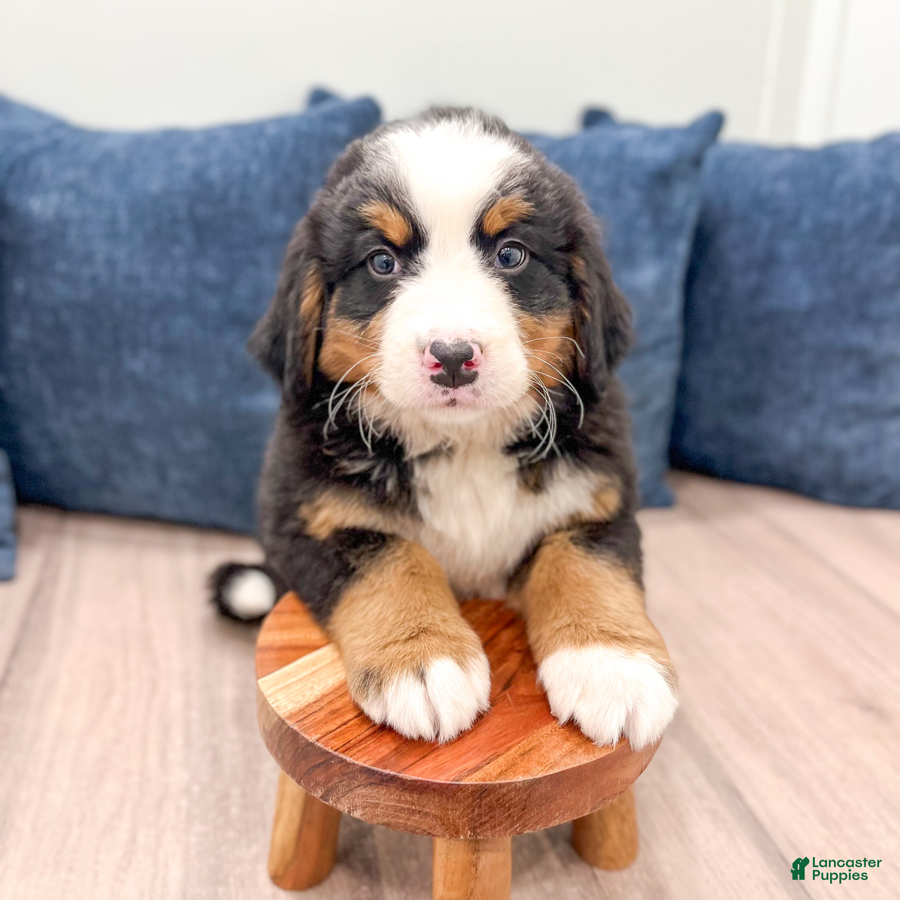 Bernese Mountain Dog dogs Casey - Ad 2