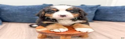 Bernese Mountain Dog dogs for sale: Casey - Ad 2