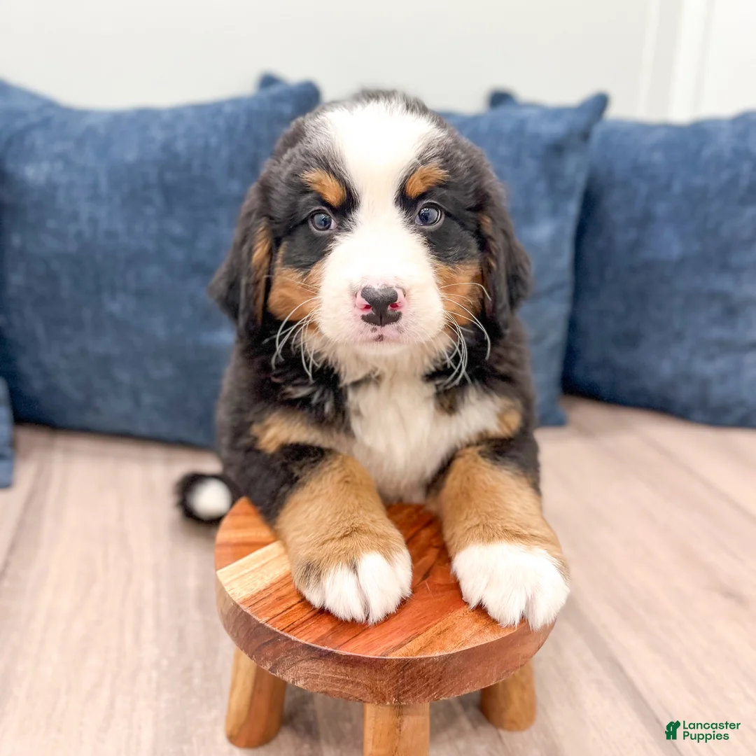Bernese Mountain Dog dogs for sale: Casey - Ad 2