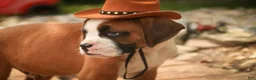 Boxer dogs for sale: Burke - Ad 5