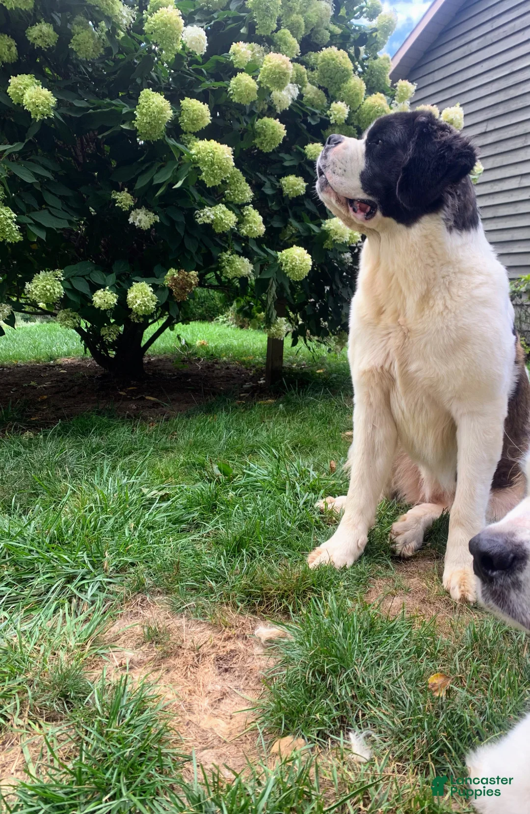 Saint Bernard dogs for sale: Saint Bernard Puppy 1 - Ad 5