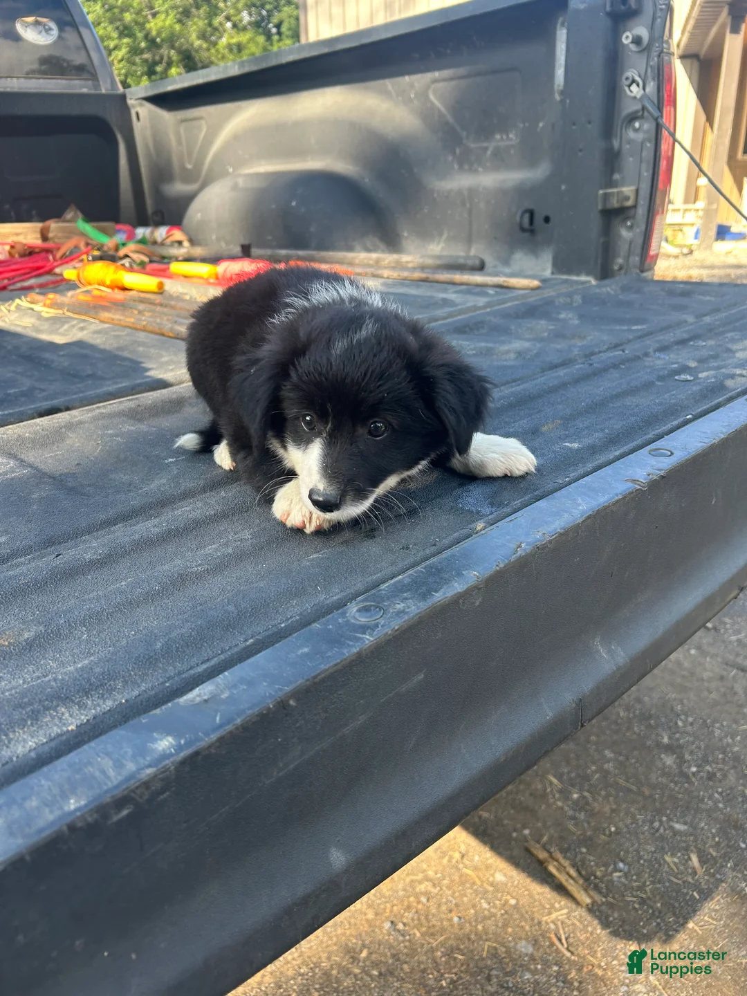 Miniature Australian Shepherd dogs for sale: Sarah - Ad 1