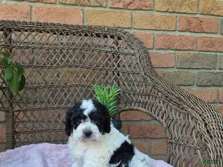 Cockapoo dogs for sale: Izzy - Ad 2