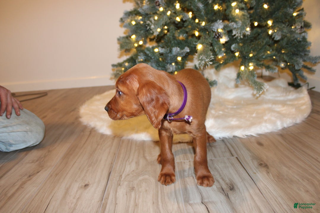 Mixed Breed dogs for sale: grace - Ad 2