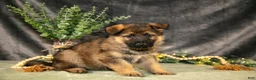 German Shepherd dogs for sale: Thor - Ad 2