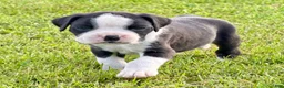 Boxer dogs for sale: ONYX - Ad 4
