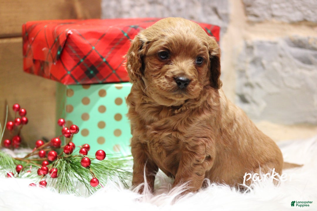 Cavapoo dogs for sale: Parker - Ad 4