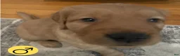 Golden Retriever dogs for sale: Golden Retriever 2 - Ad 6