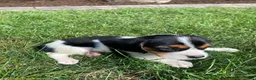 Beaglier dogs for sale: Amber - Ad 4