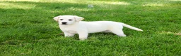 Labrador Retriever dogs for sale: Wanda  - Ad 4
