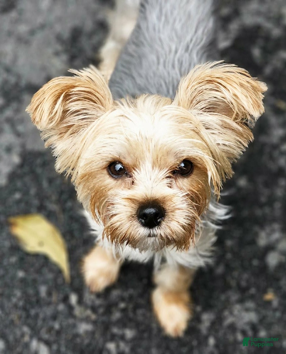 Yorkshire Terrier dogs Harmony - Ad 40