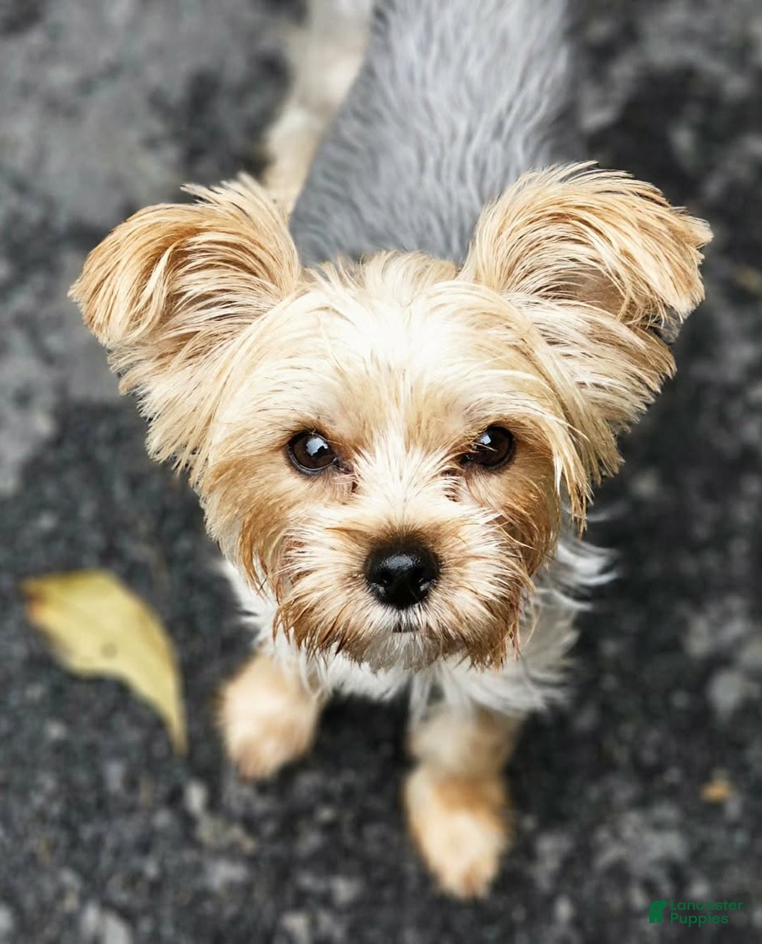 Yorkshire Terrier dogs for sale: Harmony - Ad 1