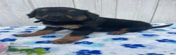 Mixed Breed dogs for sale: Comet - Ad 3