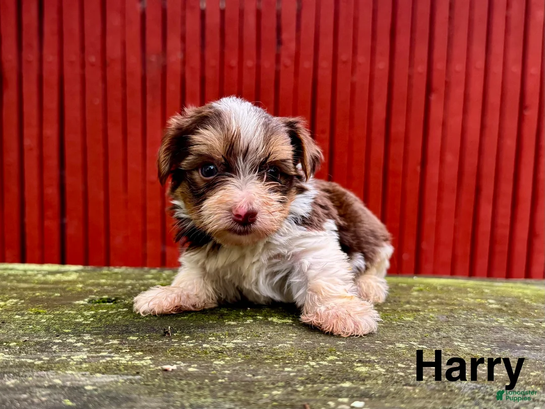 Yorkshire Terrier dogs for sale: Harry  - Ad 2