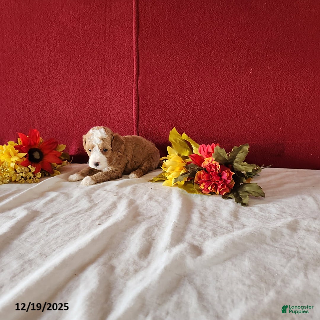 Cavapoo dogs for sale: Timmy - Ad 4