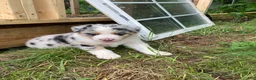 Australian Shepherd dogs for sale: Wolfie  - Ad 2