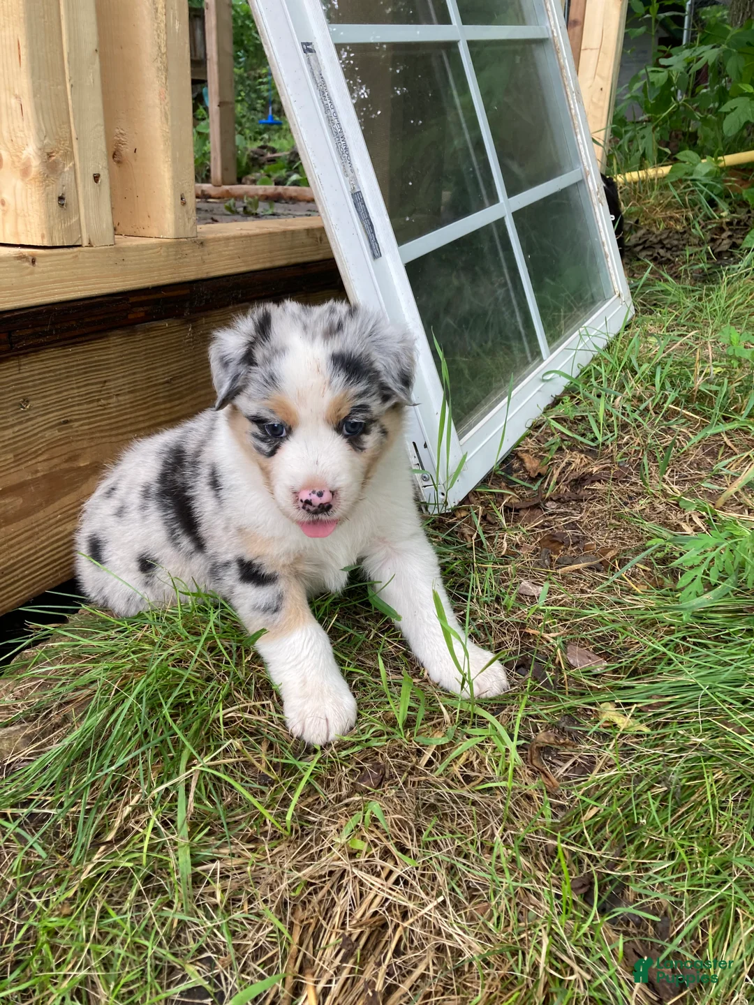 Australian Shepherd dogs for sale: Wolfie  - Ad 2
